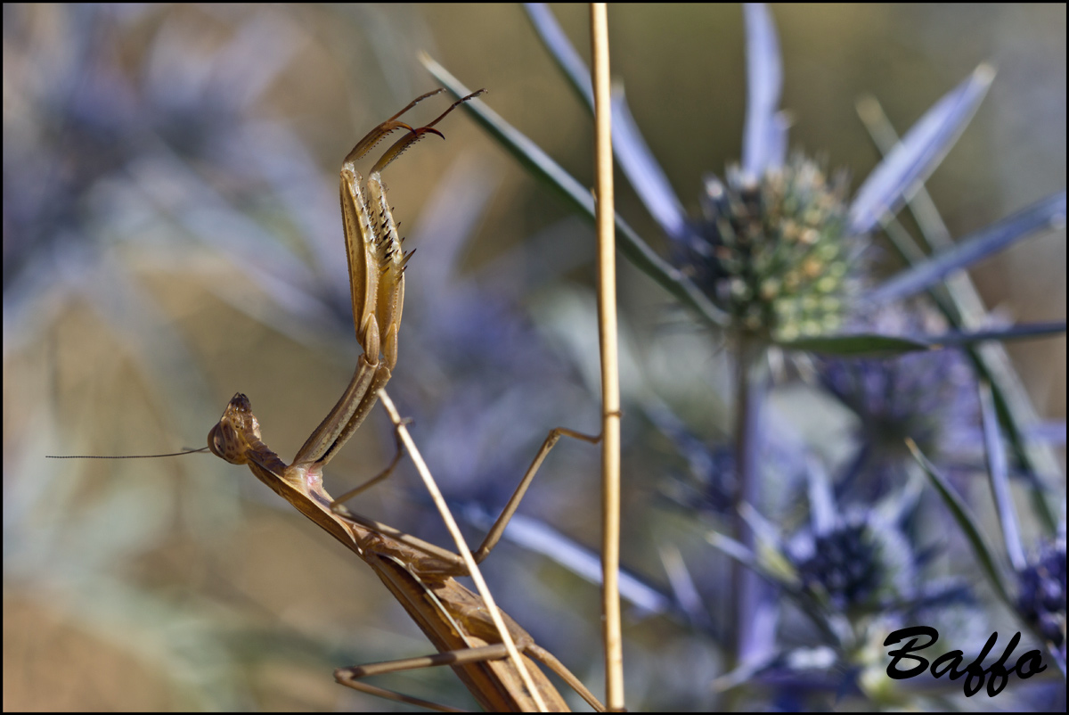 Mantide religiosa